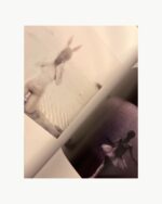POLAROID VOL 1 - Shelbie Dimond 🇺🇸